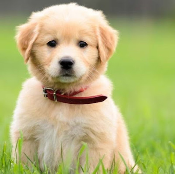 Meet your Posher, Clara - Picture 1 of 1